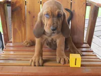 Red Boy #1, a male Bloodhound for sale in Loudon, TN – 2 of 9