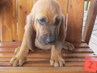 Red Boy #2, a male Bloodhound for sale in Loudon, TN – 6 of 8