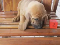 Red Boy #2, a male Bloodhound for sale in Loudon, TN – 2 of 8