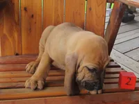 Red Boy #2, a male Bloodhound for sale in Loudon, TN – 5 of 8