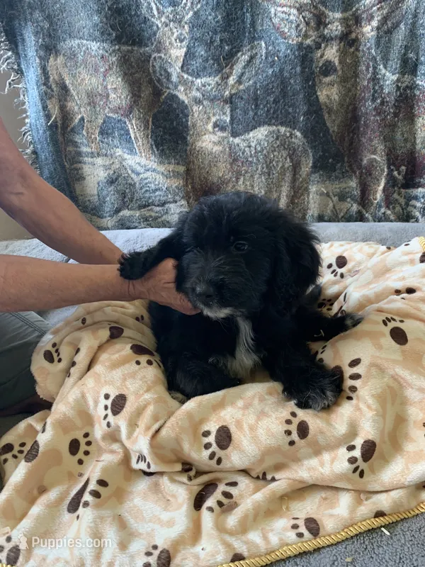 Griff – Aussiedoodle puppy for sale in Virginia, IL