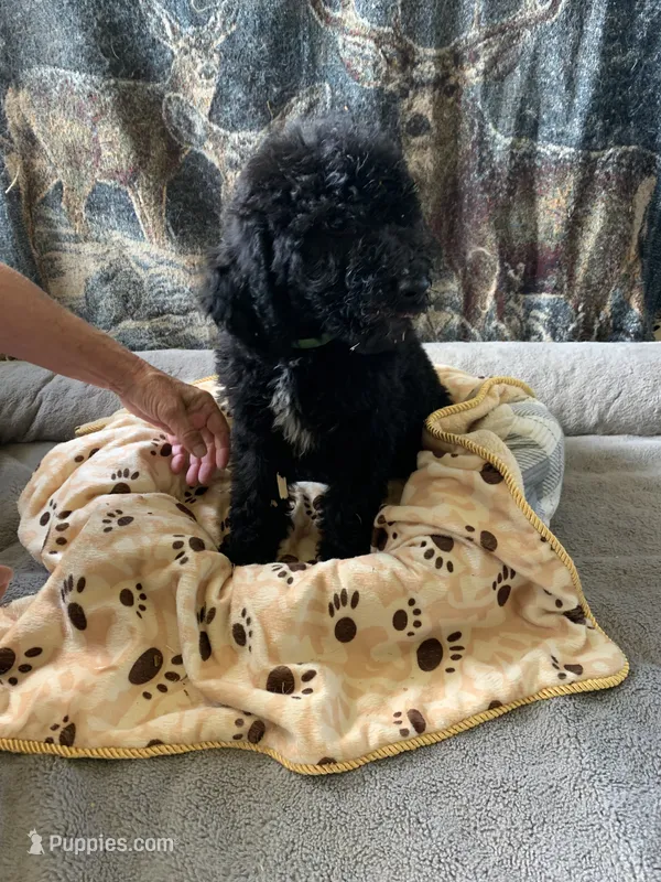 Clark – Aussiedoodle puppy for sale in Virginia, IL