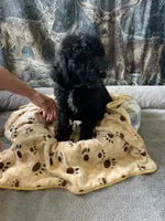 Clark, a male Aussiedoodle for sale in Virginia, IL – 1 of 1