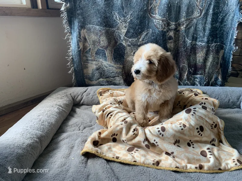 Caitlin – Aussiedoodle puppy for sale in Virginia, IL