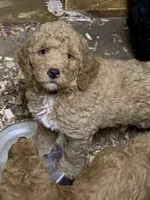 Madi, a female Aussiedoodle for sale in Virginia, IL – 1 of 1