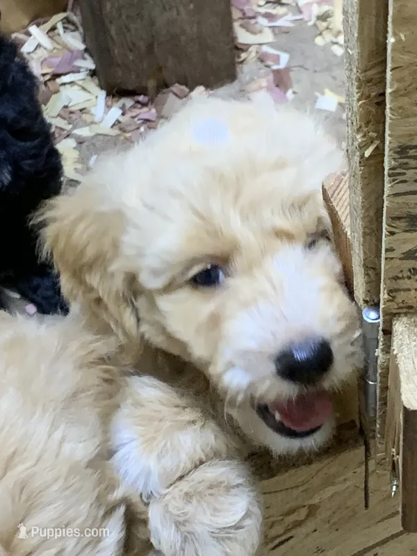 Izzy  – Aussiedoodle puppy for sale in Virginia, IL