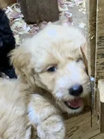Izzy , a female Aussiedoodle for sale in Virginia, IL – 1 of 1