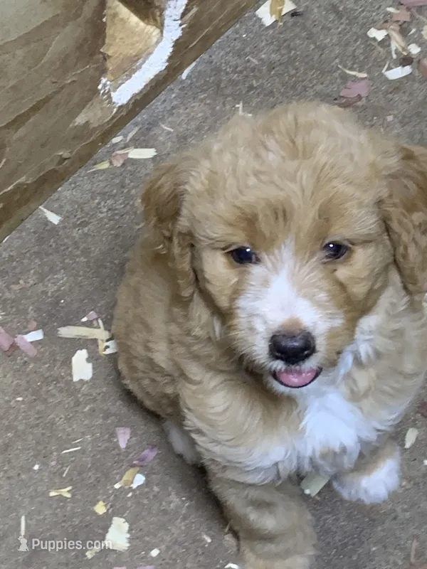 Blaze – Aussiedoodle puppy for sale in Virginia, IL