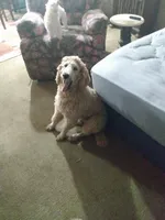Walter , a male Poodle - Standard  for sale in Virginia, IL – 2 of 6