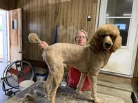 Walter , a male Poodle - Standard  for sale in Virginia, IL – 5 of 6