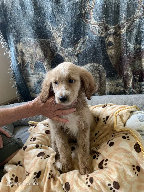 Butch – Aussiedoodle puppy for sale in Virginia, IL