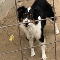 Ash, a female Australian Shepherd for sale in Virginia, IL – 2 of 2