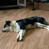 Ash, a female Australian Shepherd for sale in Virginia, IL – 1 of 2