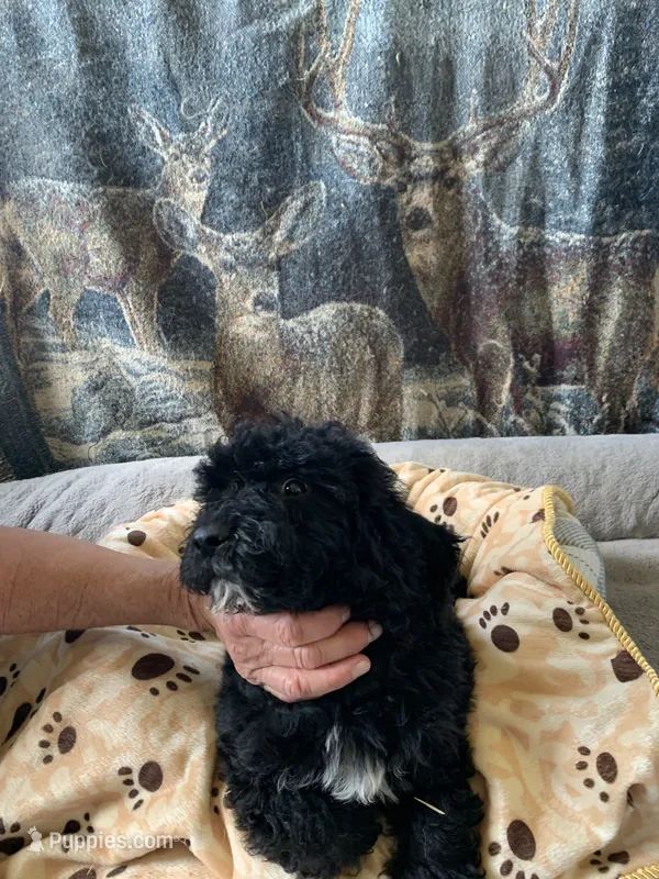 Dana – Aussiedoodle puppy for sale in Virginia, IL