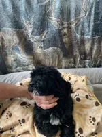 Dana, a female Aussiedoodle for sale in Virginia, IL – 1 of 1