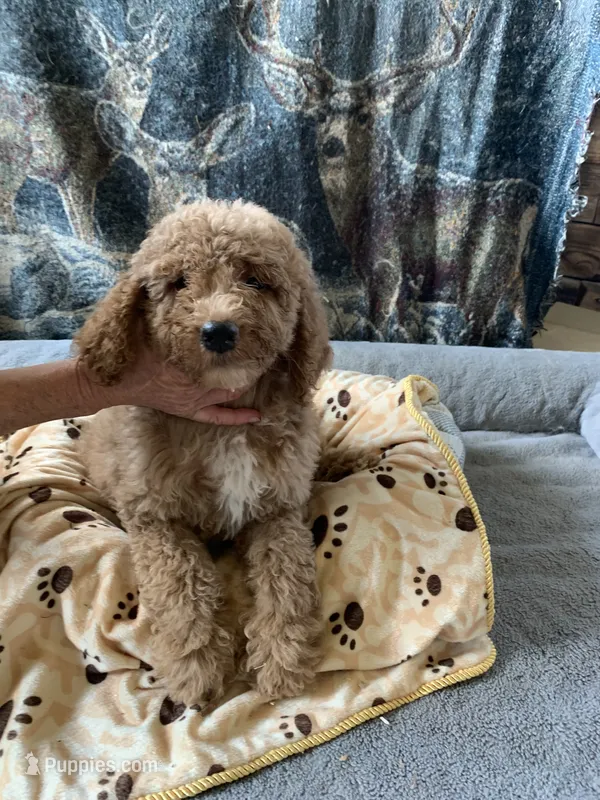 Burly – Aussiedoodle puppy for sale in Virginia, IL
