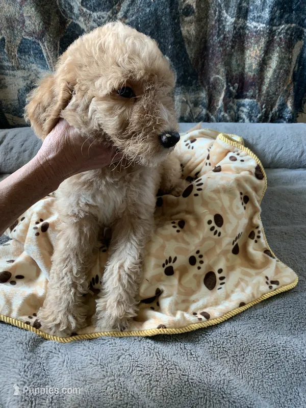 Dawn – Aussiedoodle puppy for sale in Virginia, IL