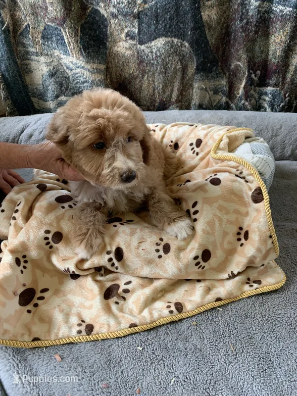 Izzy – Aussiedoodle puppy for sale in Virginia, IL