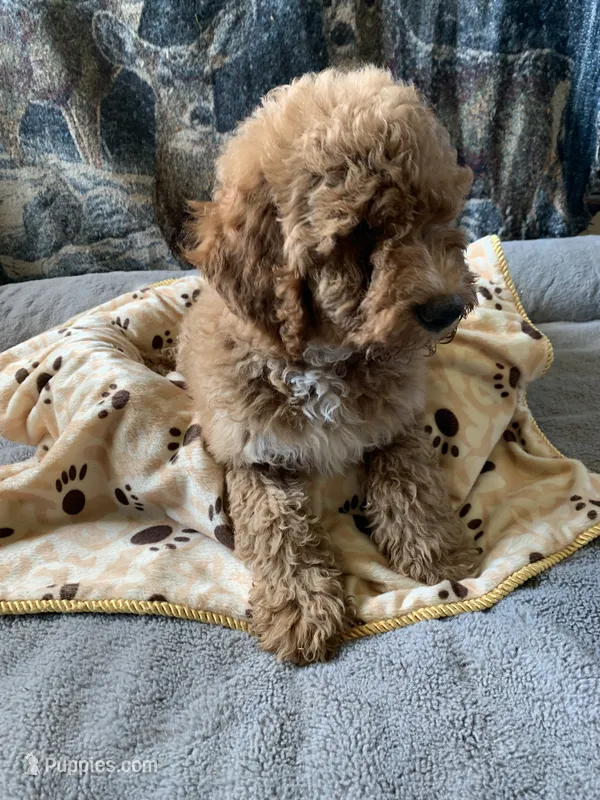 Lou – Aussiedoodle puppy for sale in Virginia, IL