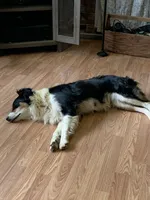 Alice, a female Aussiedoodle for sale in Virginia, IL – 2 of 3
