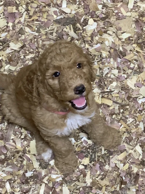 Dana – Aussiedoodle puppy for sale in Virginia, IL