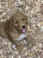 Dana, a female Aussiedoodle for sale in Virginia, IL – 1 of 1