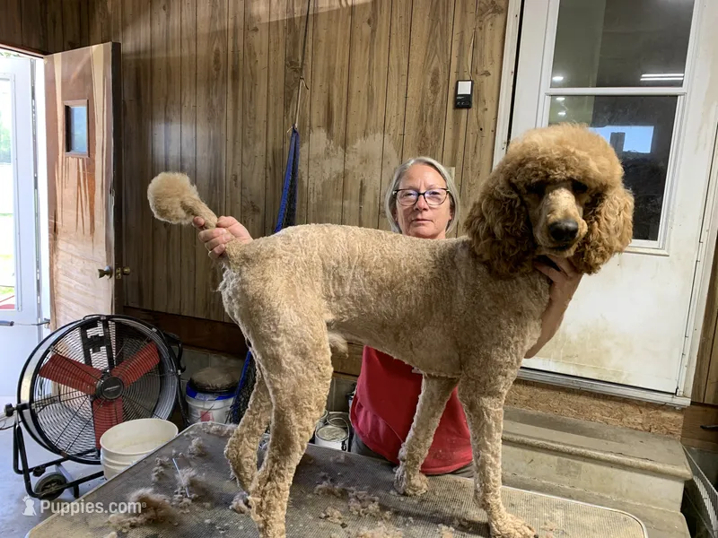 Walter  – Poodle - Standard  puppy for sale in Virginia, IL