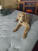 Walter , a male Poodle - Standard  for sale in Virginia, IL – 4 of 6