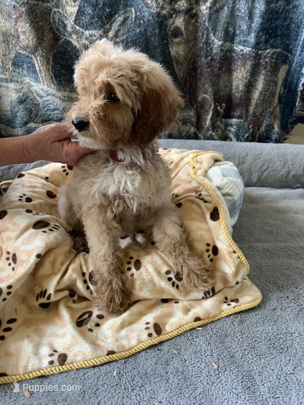 Pete – Aussiedoodle puppy for sale in Virginia, IL