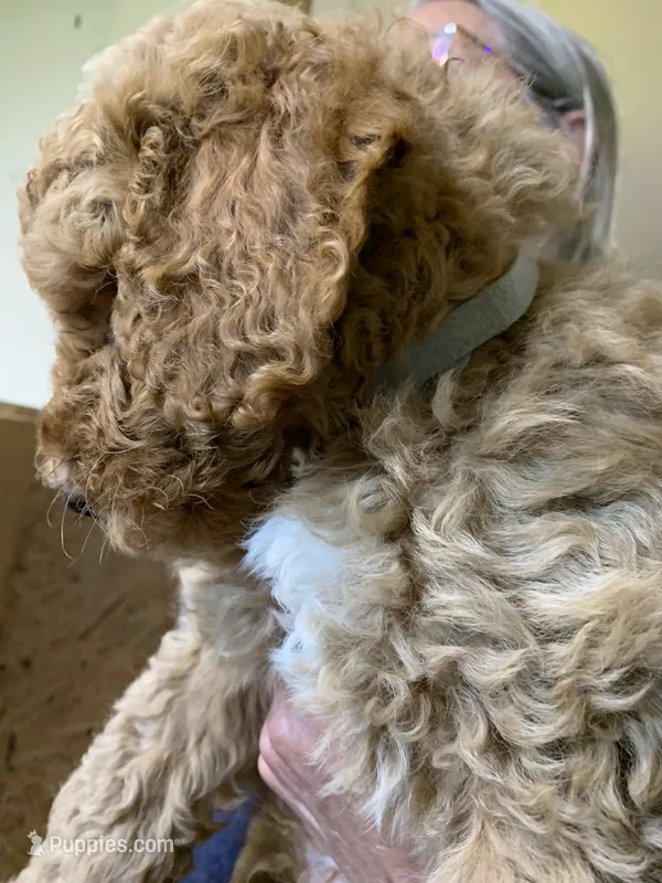 Lou – Aussiedoodle puppy for sale in Virginia, IL