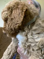 Lou, a male Aussiedoodle for sale in Virginia, IL – 1 of 1