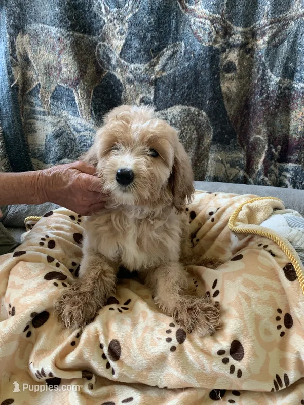 Jojo – Aussiedoodle puppy for sale in Virginia, IL