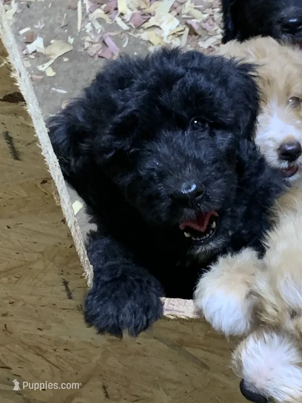 Tiff – Aussiedoodle puppy for sale in Virginia, IL