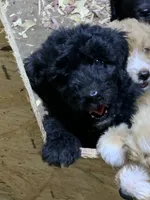 Tiff, a female Aussiedoodle for sale in Virginia, IL – 1 of 1