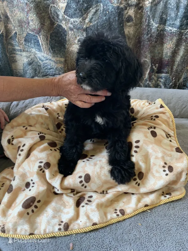 Pat – Aussiedoodle puppy for sale in Virginia, IL