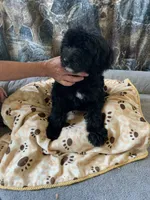 Pat, a male Aussiedoodle for sale in Virginia, IL – 1 of 1