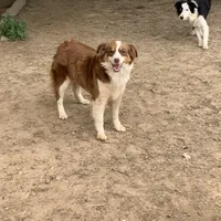 Reba, a female Australian Shepherd for sale in Virginia, IL – 1 of 2