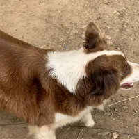 Reba, a female Australian Shepherd for sale in Virginia, IL – 2 of 2