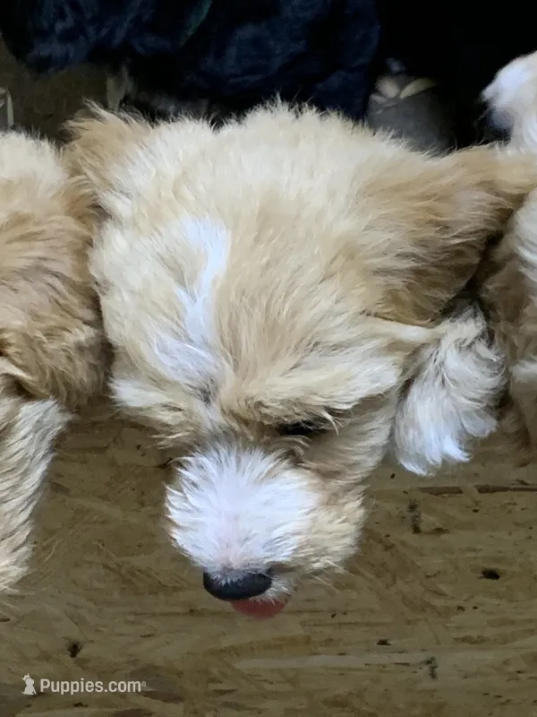 Stacey – Aussiedoodle puppy for sale in Virginia, IL