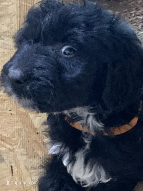 Alice – Aussiedoodle puppy for sale in Virginia, IL