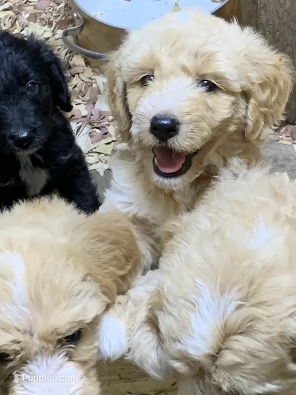 Caitlin – Aussiedoodle puppy for sale in Virginia, IL