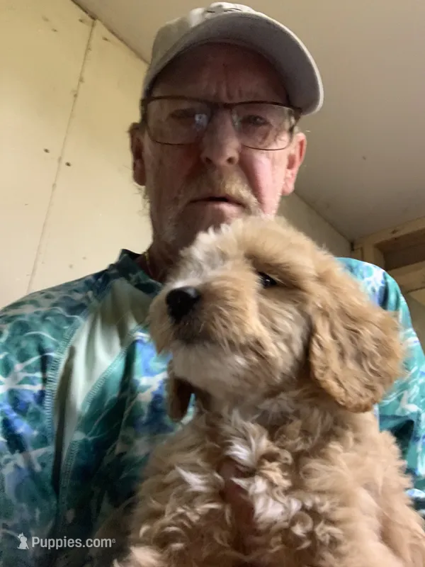 Jojo – Aussiedoodle puppy for sale in Virginia, IL