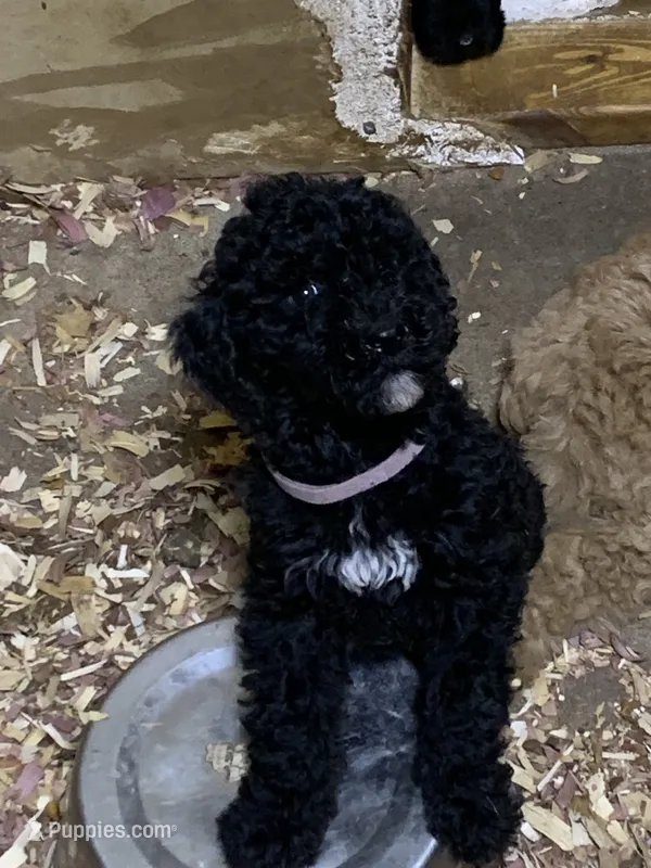 Griff – Aussiedoodle puppy for sale in Virginia, IL