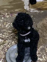 Griff, a male Aussiedoodle for sale in Virginia, IL – 1 of 1