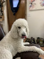 Harriet, a female Poodle - Standard  for sale in Virginia, IL – Photo 1 of 2