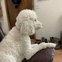 Harriet, a female Poodle - Standard  for sale in Virginia, IL – Photo 2 of 2