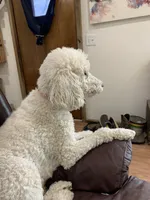 Harriet, a female Poodle - Standard  for sale in Virginia, IL – Photo 2 of 2