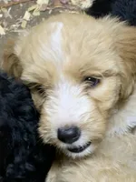 JJ, a male Aussiedoodle for sale in Virginia, IL – 1 of 1
