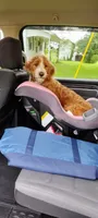 Walter , a male Poodle - Standard  for sale in Virginia, IL – 3 of 6
