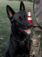 Red , a female German Shepherd Dog for sale in Summerfield, FL – 3 of 4